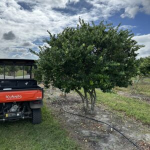 Tree beside utility vehicle under cloudy sky.