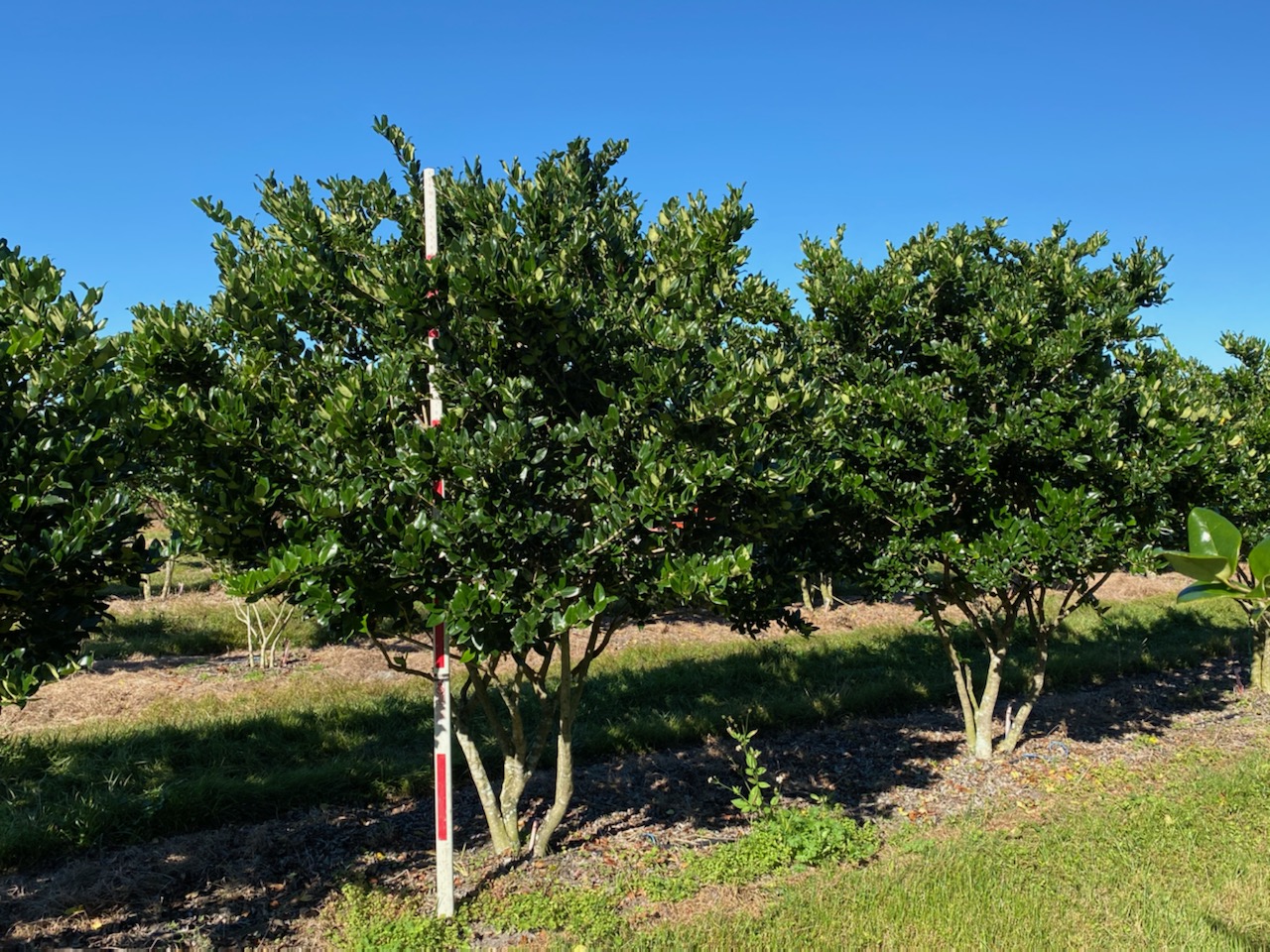 Ligustrum - Branch Tree Farm