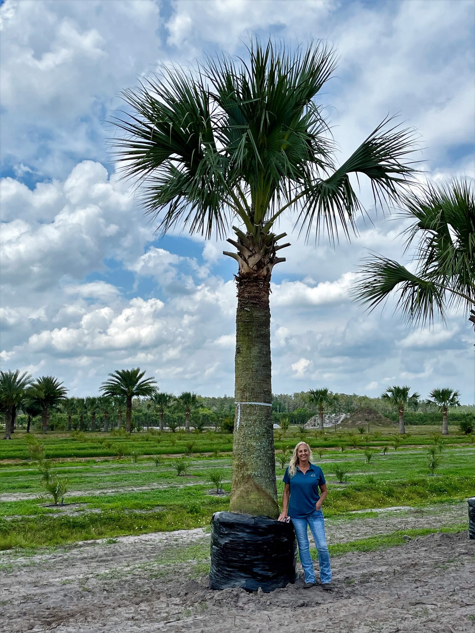 Puerto Rican Hat Palm - Fish Branch Tree Farm