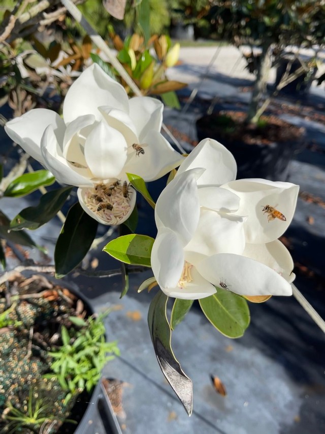 Little Gem Magnolia - Magnolia grandiflora (3 & 15 gal.)