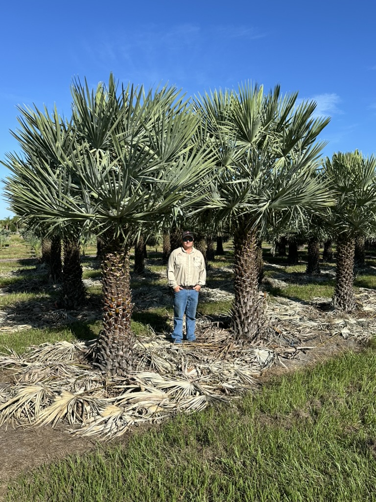 Caranday Palm