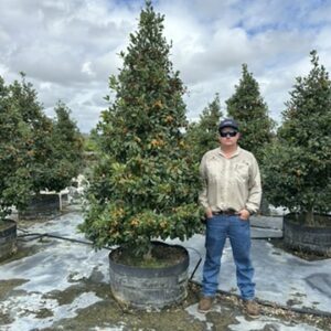 Eagleston Holly 30 & 65 gal