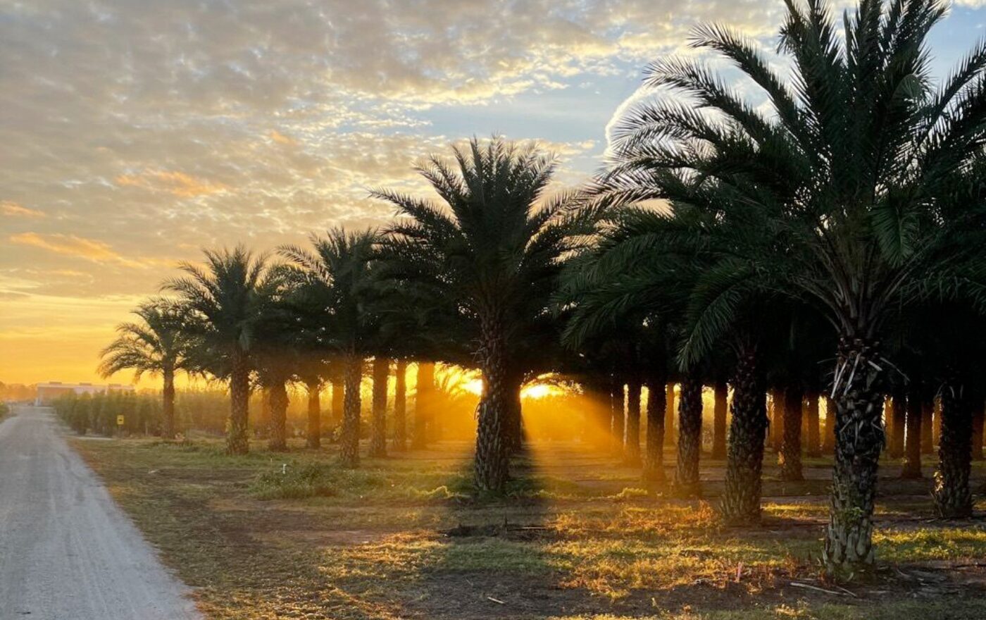 Sunrise through palm trees along dirt road.