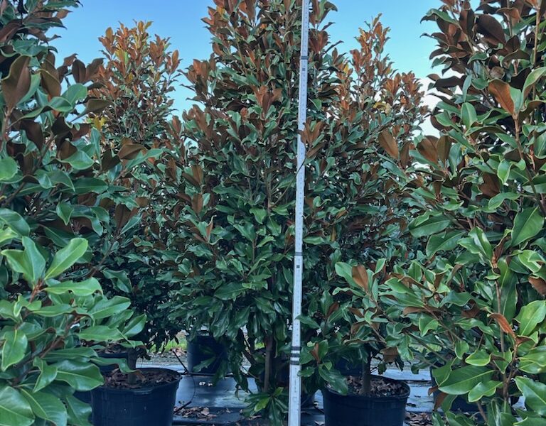 Potted nursery trees with measuring pole